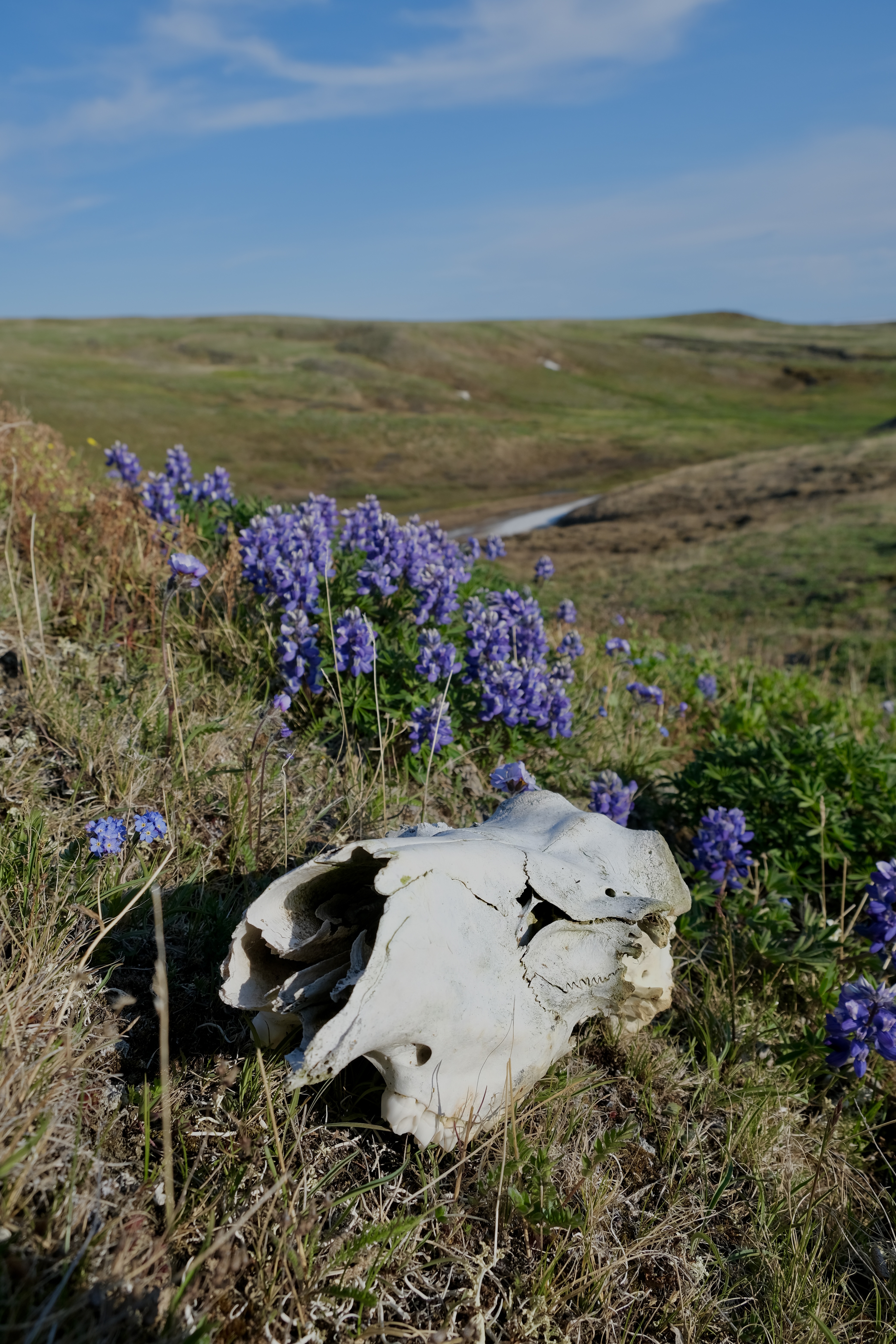 Western Arctic scenery, Yukon
